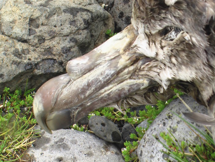 Northern Giant Petrel [carcass]